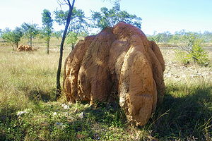 Termite mound in Queensland / Australia, betwe...